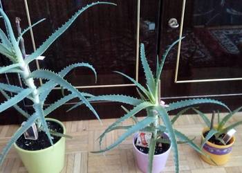 Aloes roślina doniczkowa dekoracyjna i zdrowotna
