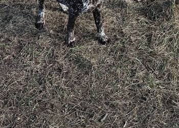 Wyżeł Niemiecki Krótkowłosy