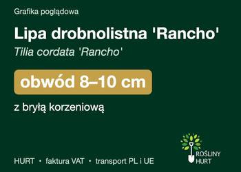 Lipa drobnolistna 'Rancho' obwód 8-10 cm, z bryłą – HURT