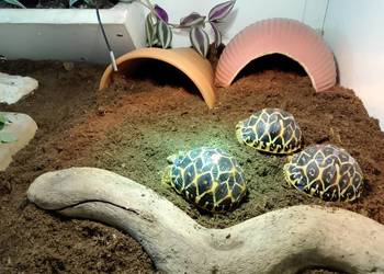 Żółw gwiaździsty lądowy Geochelone elegans