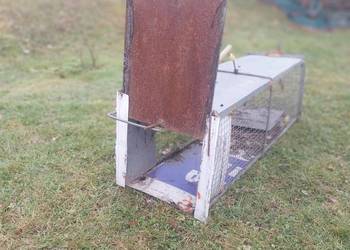 Żywołapka lis kuna wydra