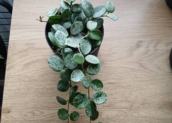 Hoya Mathilde Super Splash Silver kolekcjonerska