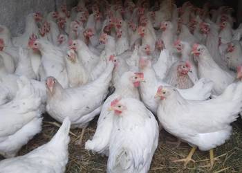 Kury nioski rosa lohman sandy lohman brown