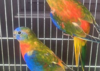 Papugi łąkowki turkusowe