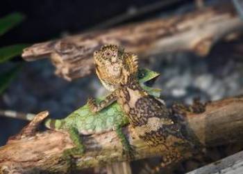 Agama kameleonowa larytas