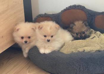 Szpic miniaturowy pomeranian