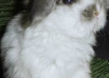 Cudne kroliczki Mini Lop