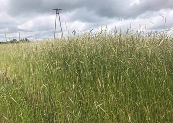 Sprzedam żytokrzycę - stara odmiana żyta