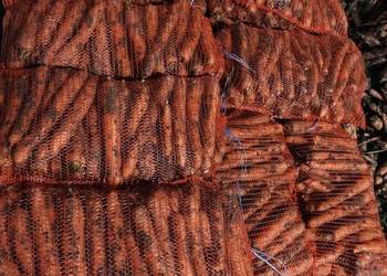 Marchew ładna i gruba