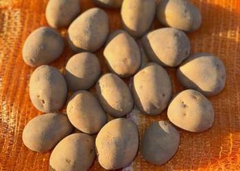 Ziemniaki Soraya w kalibrażu sadzeniak - owym 35-50 świ