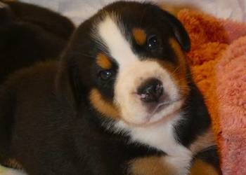 Duży szwajcarski pies pasterski szczeniak szczeniaki szczenięta odbiór maj