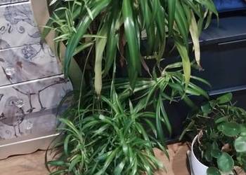 Kwiaty duże wyrośnięte palma, asparagus,Benjamin, szczęścia  itp