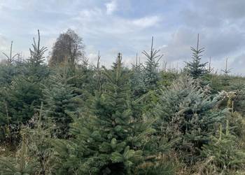 Choinki świerk srebrny