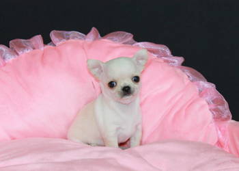 Chihuahua mini kremowy chłopiec ZKwP FCI