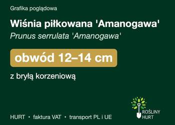 Wiśnia piłkowana 'Amanogawa' obwód 12-14 cm, z bryłą – HURT