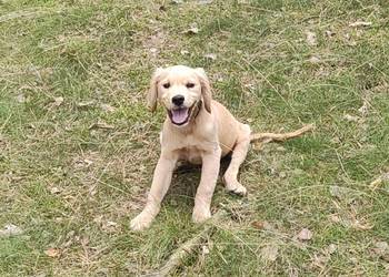 Golden retriever transport