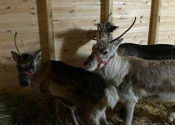 Renifer renifery młode oswojone