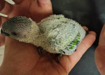 Do ręcznego karmienia młode