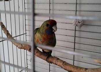 Rozelle królewska samiec