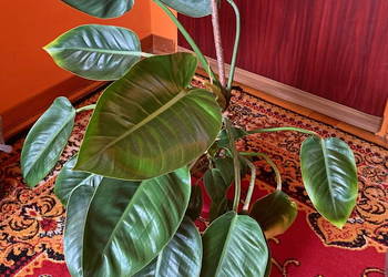 Piękny Philodendron Filodendron Congo Apple duży krk