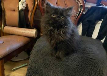 Piękna kotka perska z rodowodem