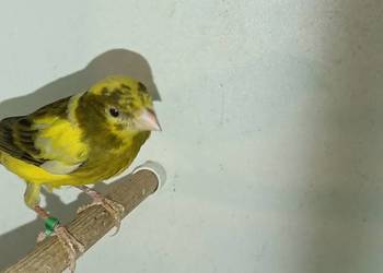 Sprzedam samicę kanarek