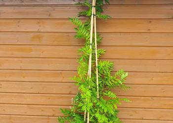 Wisteria, Glicynia, krzewy ozdobne