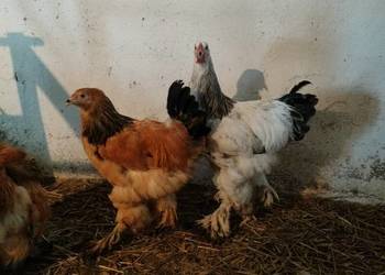Sprzedam kury koguty tegoroczne Brahma i Kochin