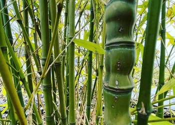 Bambus Phyllostachys Aurea, Filostachys Złocisty 20l 180-200
