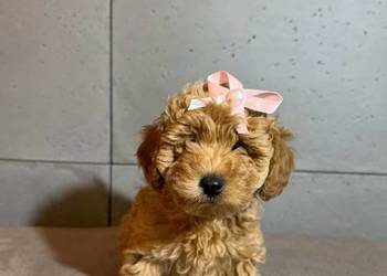 Śliczna dziewczynka pudel Toy