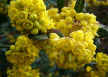 BERBERYS JULIANNY - sadzonki w doniczkach