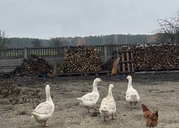 Sprzedam gęsi :) 150 sztuka