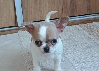 Chihuahua  chłopczyk Bursztyn chip rodowód