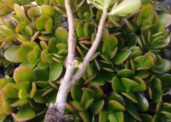 Grubosz, Crassula