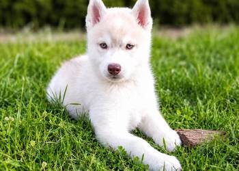 Siberian husky boy