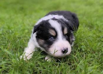 Border Collie po czekoladowej matce. Zapraszam do rezerwacji.