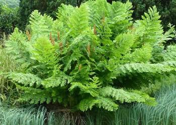 Długosz królewski Purpurascens