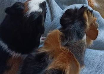 Rezerwacja świnek morskich