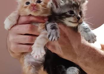 Śliczne kocięta Maine coon z rodowodem