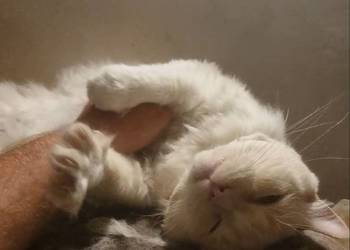 Ragdoll - przyjazny kot szuka domu.