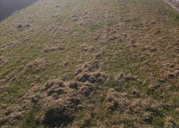 Wertykulacja trawników