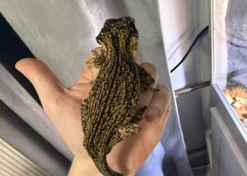 Kameleon gargulcowy z terarium