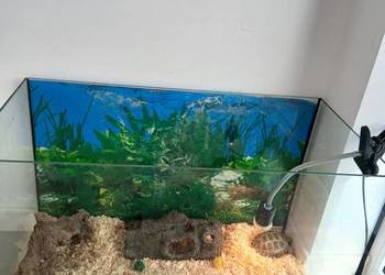 Żółw stepowy lądowy akwarium 40x80x51 i lampa grzewcza Żółw stepowy lądowy akwarium 40x80x51 i lampa grzewcza