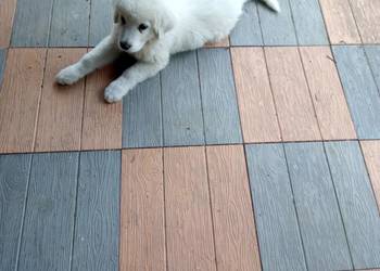 Producent Płytki 40x40x5 wyroby betonowe obrzeża do altany pod basen