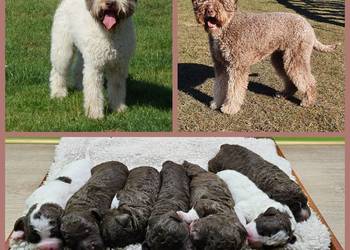 Lagotto Romagnolo [ZKwP/FCI] samiec szczeniak