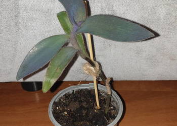 Setkrezja purpurowa, trzykrotka, do domu i na balkon