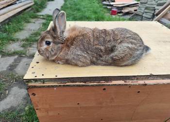 Króliki samce i samiczka 4 sztuki w cenie