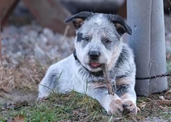 Hodowla Australian Cattle Dog - szczenięta ZKwP