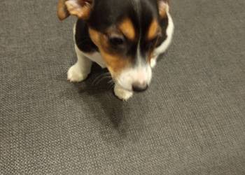 Jack Russell Terrier