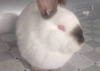 Samica Kalifornia polecam